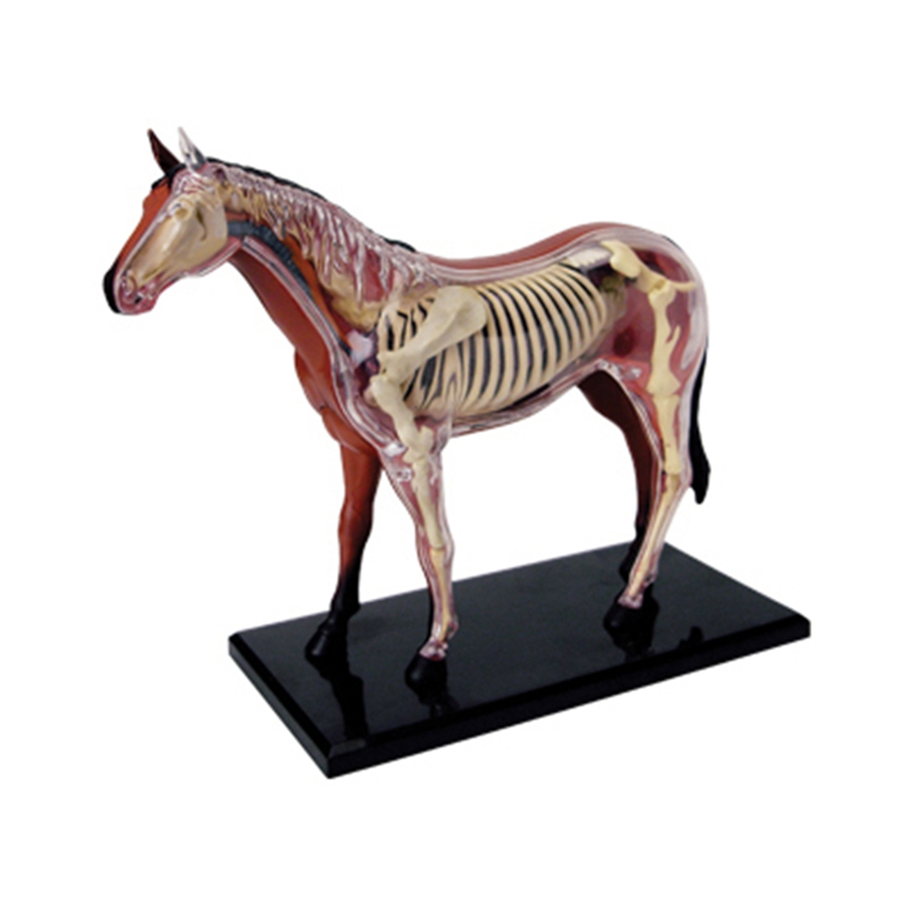 Science Toys Diy - Modelo de anatomia de órgão animal