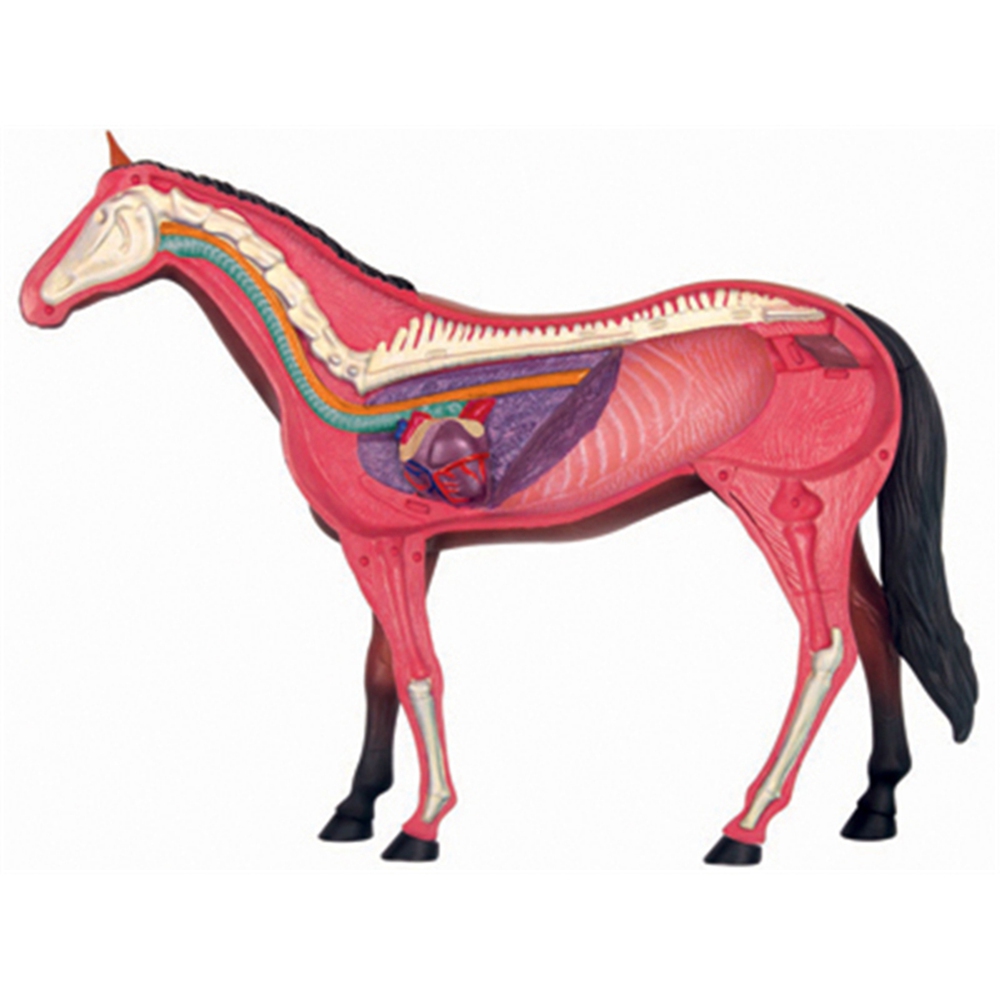 Modelo de anatomia de órgão an - Science Toys Diy avaliação e preço