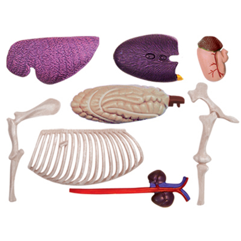 Modelo de anatomia de órgão an - Science Toys Diy avaliação e preço